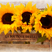 Buy canvas prints of  sunflowers by sue davies
