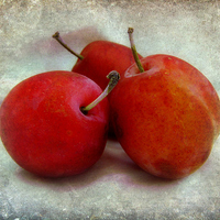 Buy canvas prints of  plums by sue davies