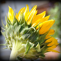 Buy canvas prints of  the lovely sunflower by sue davies