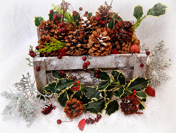  XMAS SELECTION FROM THE GARDEN Picture Board by sue davies