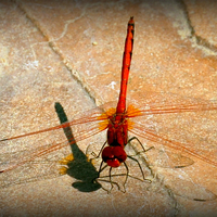 Buy canvas prints of  me and my shadow by sue davies