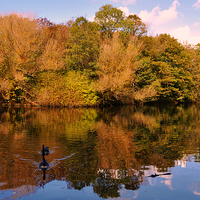 Buy canvas prints of  autumn reflections by sue davies