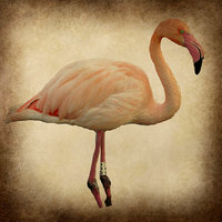 Buy canvas prints of  the beautiful flamingo by sue davies