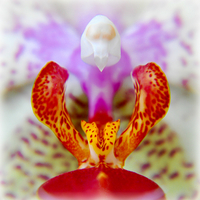 Buy canvas prints of  beautiful orchid by sue davies
