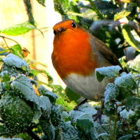 Buy canvas prints of  cheeky robin by sue davies