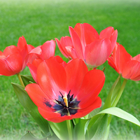 Buy canvas prints of  tulips by sue davies