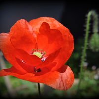 Buy canvas prints of poppy,s  by sue davies