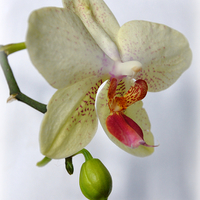 Buy canvas prints of  lovely orchid by sue davies
