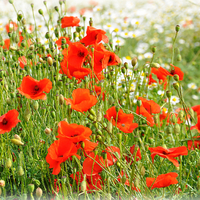 Buy canvas prints of  simply poppy's by sue davies