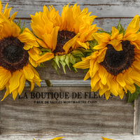 Buy canvas prints of sunflowers  by sue davies