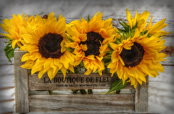 sunflowers Picture Board by sue davies