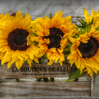 Buy canvas prints of  sunflowers by sue davies