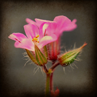 Buy canvas prints of  wild flower by sue davies