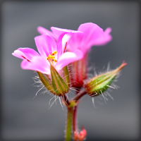 Buy canvas prints of  tiny pink flower by sue davies