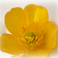 Buy canvas prints of buttercup by sue davies