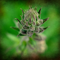 Buy canvas prints of  flora by sue davies