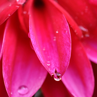Buy canvas prints of  droplets by sue davies