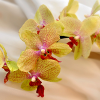 Buy canvas prints of  beautiful orchids by sue davies