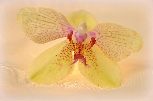  lovely orchid Picture Board by sue davies