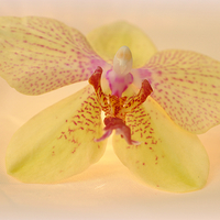 Buy canvas prints of  lovely orchid by sue davies