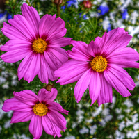 Buy canvas prints of  pretty pink flowers by sue davies