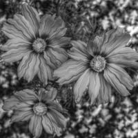 Buy canvas prints of  mono flowers by sue davies