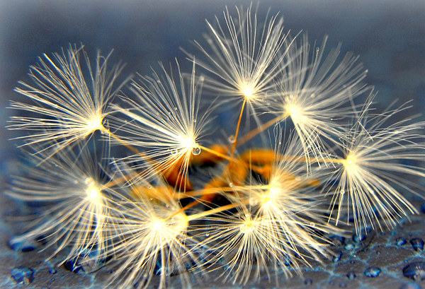  dandelions and droplets Picture Board by sue davies