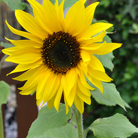 Buy canvas prints of  beautiful sunflower by sue davies