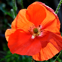 Buy canvas prints of  sunshine through a poppy by sue davies