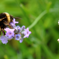 Buy canvas prints of  pretty bee by sue davies