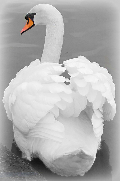             beautiful swan                    Picture Board by sue davies