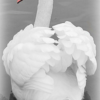 Buy canvas prints of             beautiful swan                    by sue davies