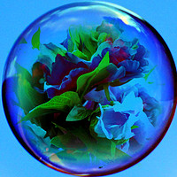 Buy canvas prints of flowers in a bubble by sue davies