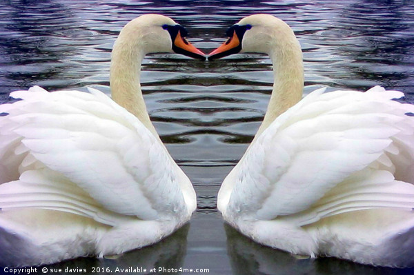 swan heart Picture Board by sue davies