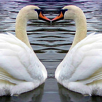 Buy canvas prints of swan heart by sue davies