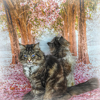 Buy canvas prints of twe little kitty's by sue davies