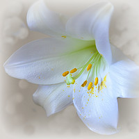 Buy canvas prints of lily white by sue davies