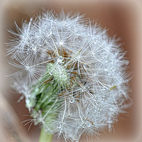 Buy canvas prints of dandelion seedheads by sue davies