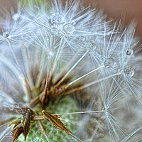 Buy canvas prints of seeds by sue davies