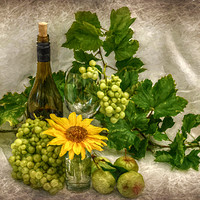Buy canvas prints of vino and vine by sue davies