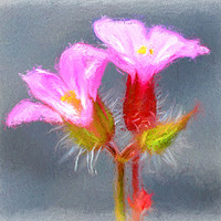 Buy canvas prints of tiny wild flower by sue davies