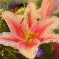 Buy canvas prints of lovely lily by sue davies