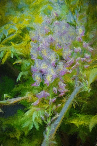 wisteria  Picture Board by sue davies