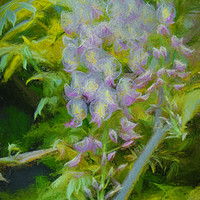 Buy canvas prints of wisteria  by sue davies