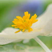 Buy canvas prints of delicate flower by sue davies
