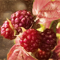 Buy canvas prints of painted rasberries by sue davies