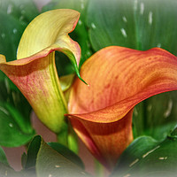 Buy canvas prints of beautiful calla lily by sue davies