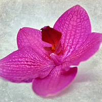 Buy canvas prints of pretty orchid by sue davies
