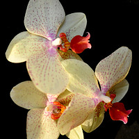 Buy canvas prints of lovely orchids by sue davies