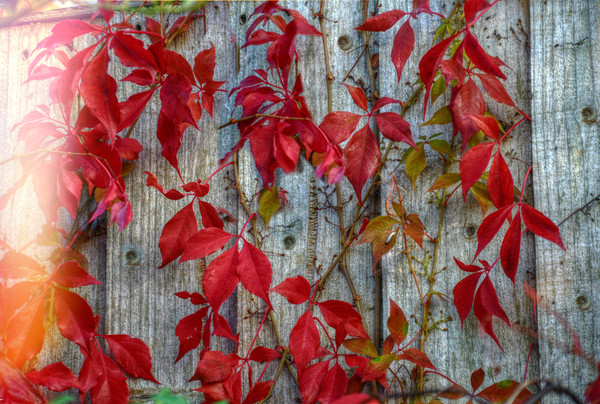 colours of autumn Picture Board by sue davies